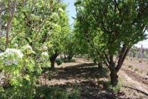 زراعة الرقة ومواشيها على حافة الانهيار 