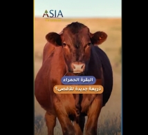 فيديو: البقرة الحمراء.. ذريعة جديدة للأقصى؟