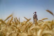 الجفاف والحرب يهددان مستقبل الزراعة والأمن الغذائي في سوريا