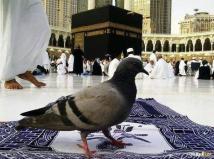 ما حقيقة أسراب الطيور التي ظهرت فوق الكعبة؟
