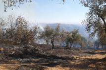 غابات لبنان على حافة الانهيار: الشيخوخة المبكرة والجفاف يضاعفان المخاطر