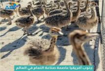 فيديو: جنوب أفريقيا عاصمة صناعة النعام في العالم(1د 12ث)