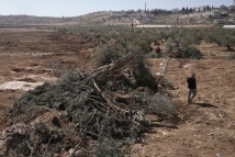 حملة إسرائيلية واسعة في الضفة الغربية.. تصعيد ممنهج يواكب موسم الزيتون